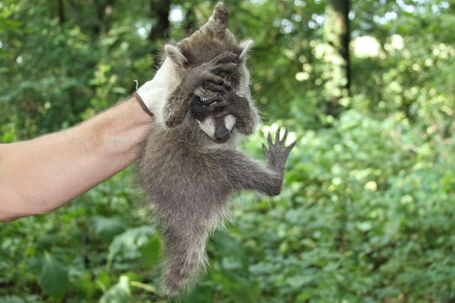 baby raccoon captured by suburban wildlife control